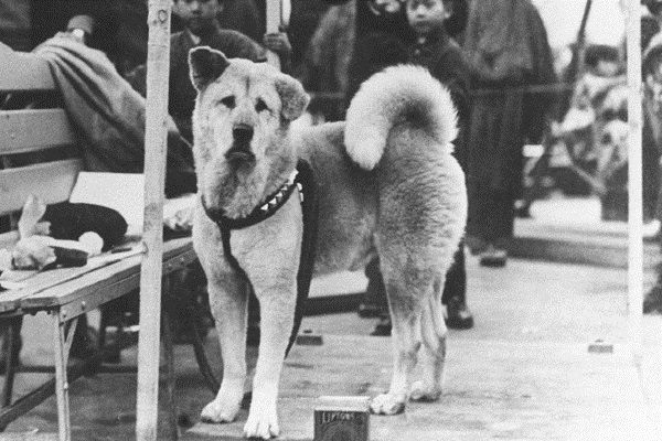 Hachiko – huyền thoại trung thành của nước Nhật